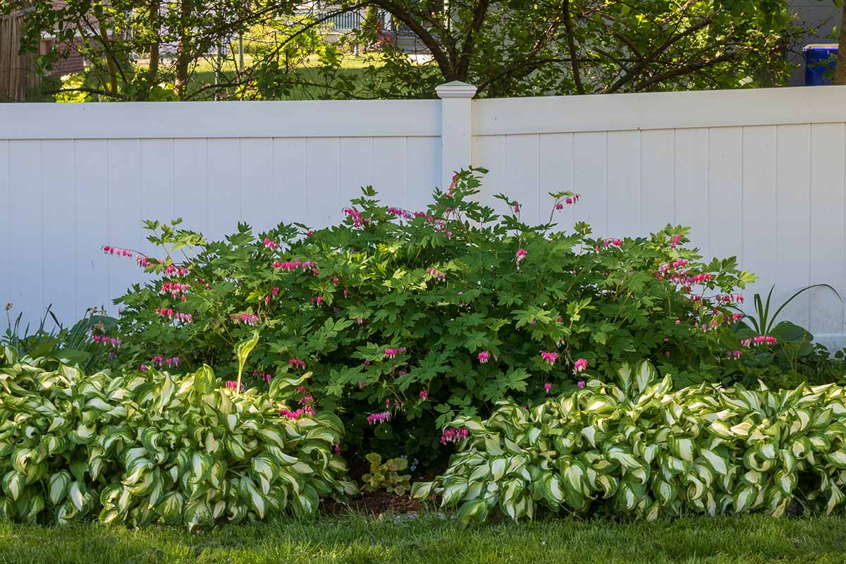 A horizontal image of a large bleeding heart (Lamprocapnos spectabilis) shrub growing with hostas in front of a white wooden fence with a garden scene in soft focus in the background.