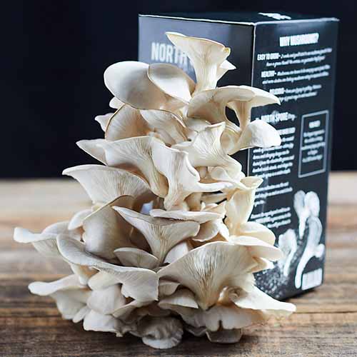 A close up square image of a growing kit for blue oyster mushrooms set on a wooden surface.