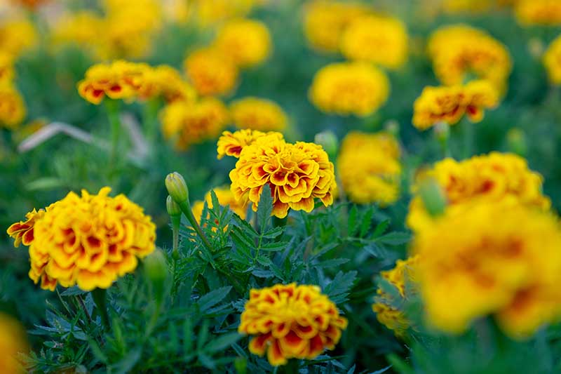 A close up horizontal image of Tagetes patula flowers growing in the garden.