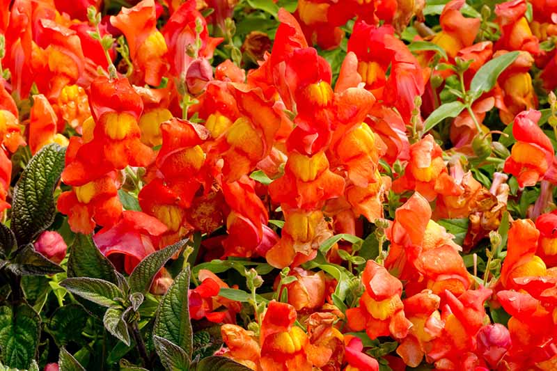 A horizontal image of bright orange Candy Showers snapdragons growing in a container.