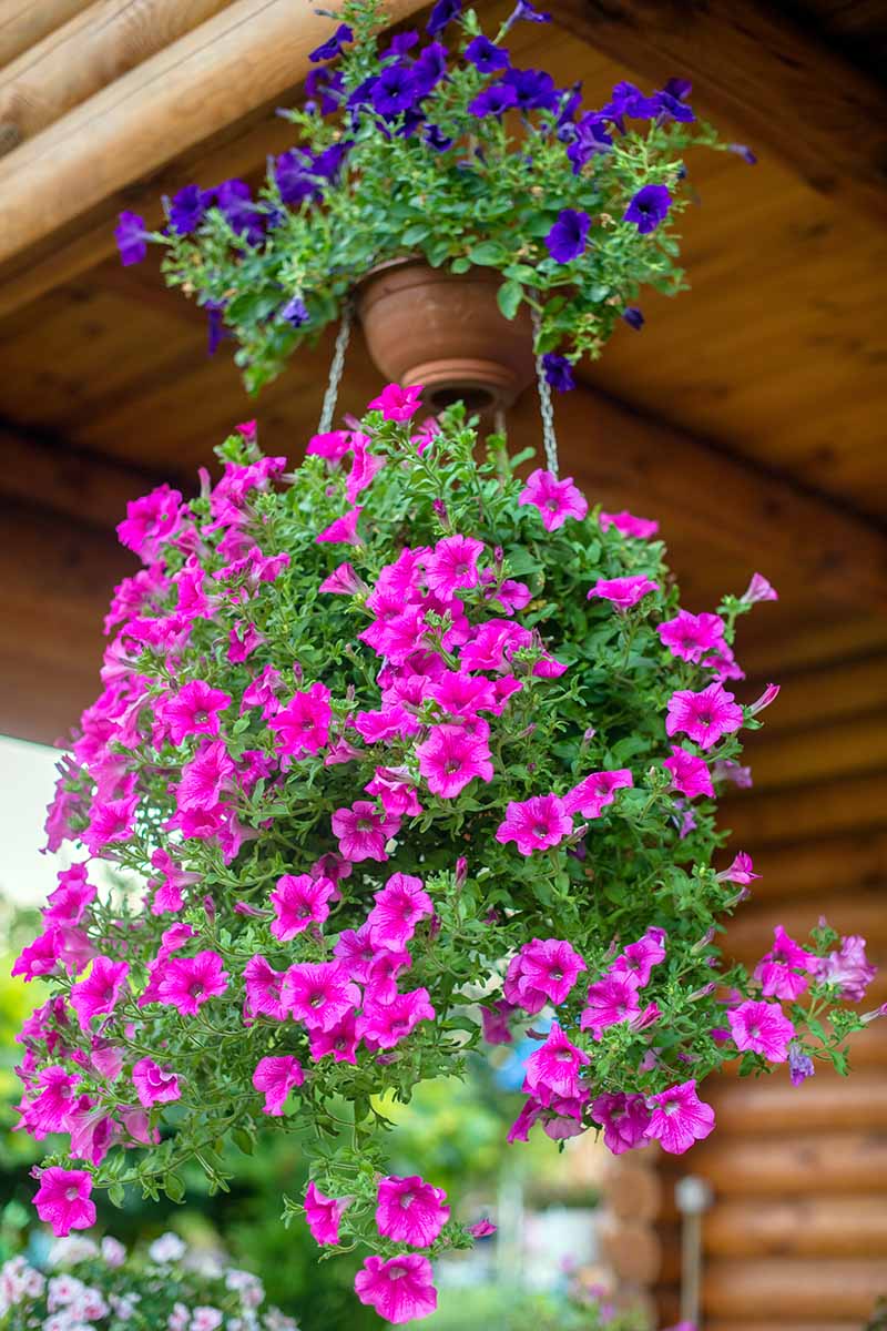 A close up vertical image of purple and pink petunias growing in hanging baskets on a covered deck.