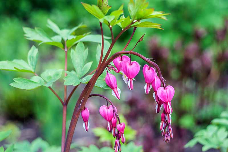 A close up horizontal image of Lamprocapnos spectabilis flowers growing in the garden pictured on a soft focus background.
