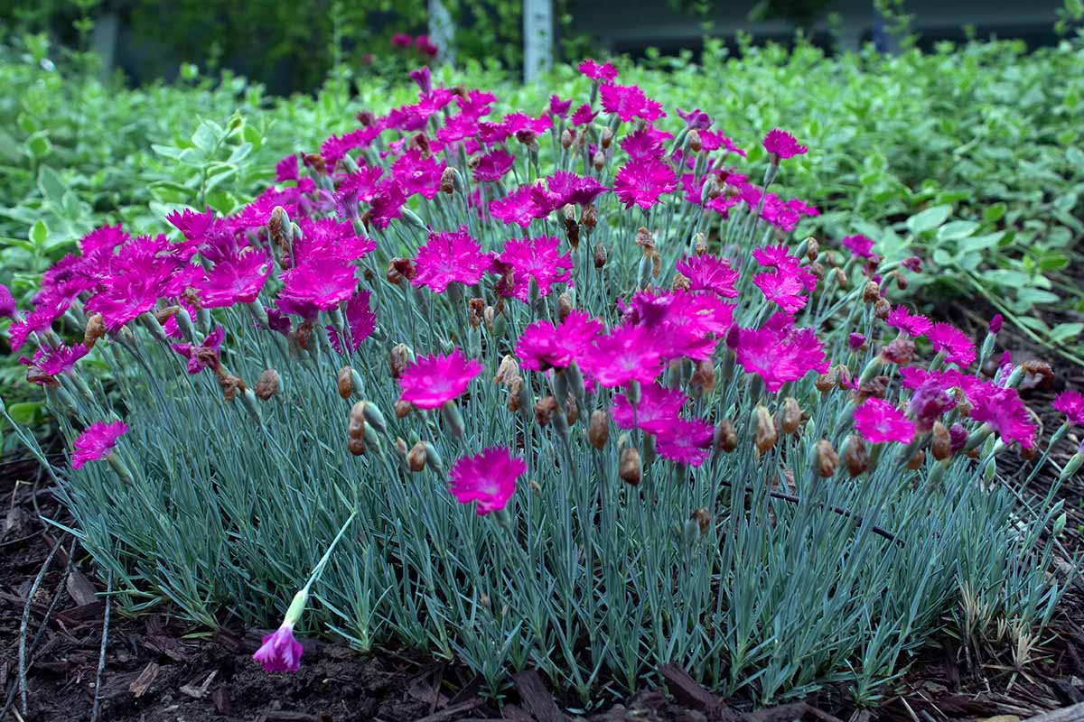 A horizontal image of a clump of pink Dianthus 'Firewitch' flowers growing in the backyard pictured on a soft focus background.