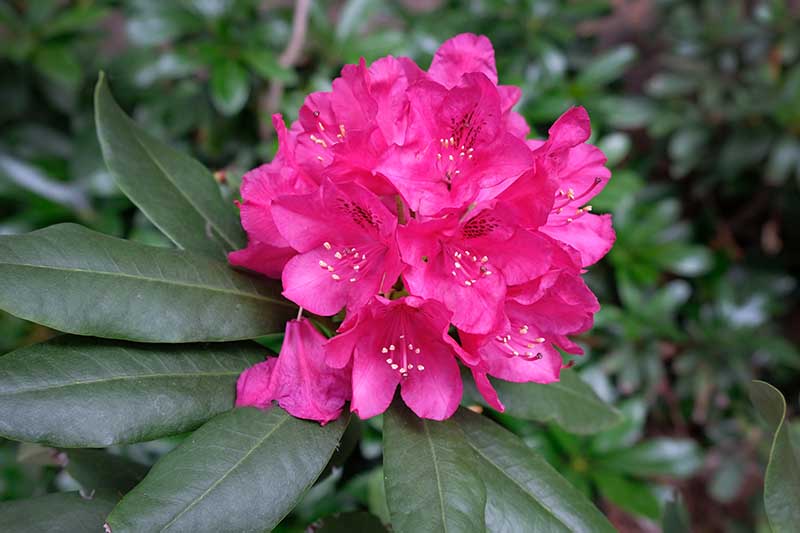 A close up horizontal image of a bright pink rhododendron flower growing in the garden pictured on a soft focus background.