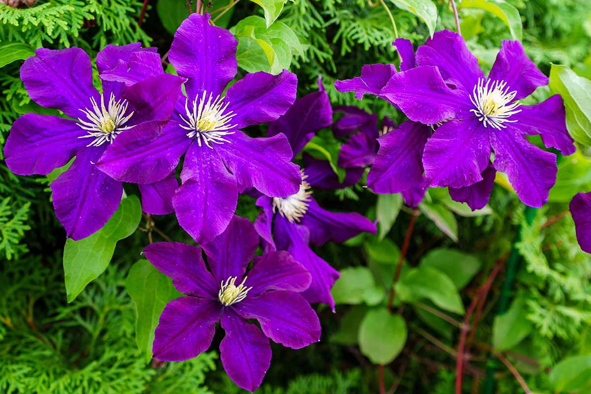 A close up horizontal image of bright purple clematis flowers growing in the garden pictured in light sunshine.