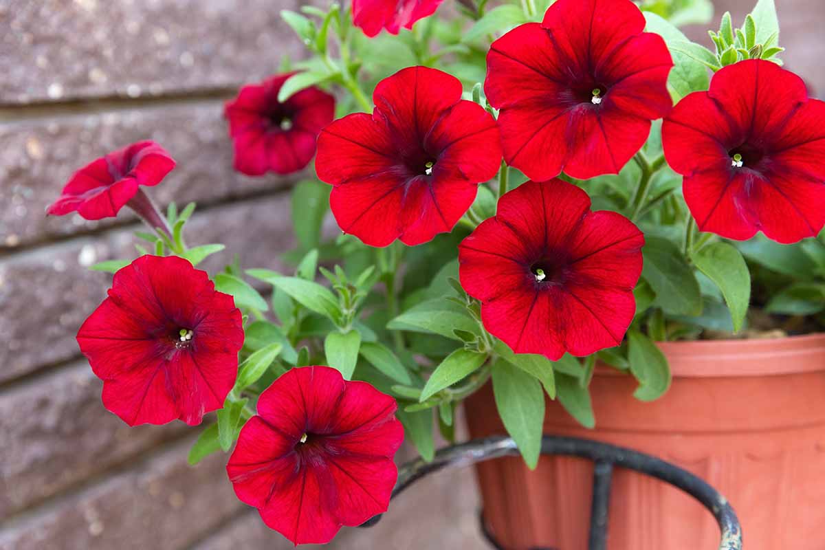 A close up horizontal image of bright red petunias growing in a terra cotta colored pot on a patio.