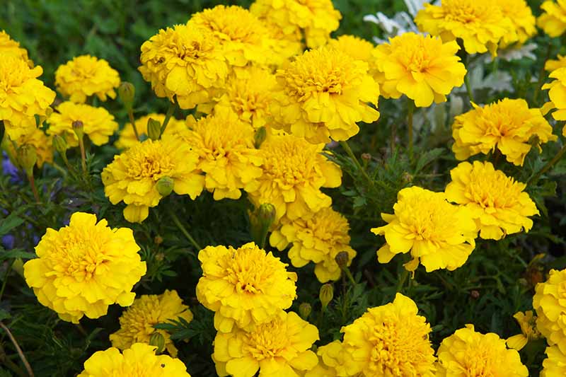 A close up horizontal image of yellow French marigolds growing en masse.