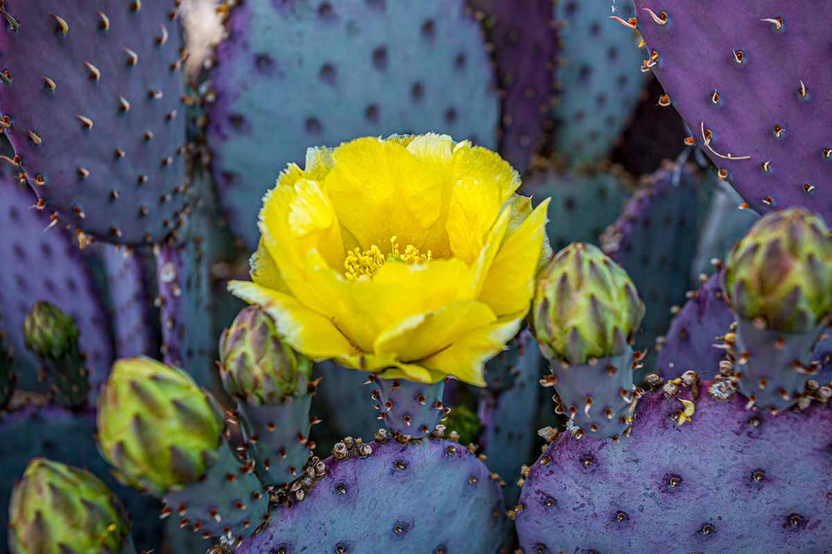 A close up horizontal image of the bright yellow flower of a prickly pear cactus (Opuntia santarita).