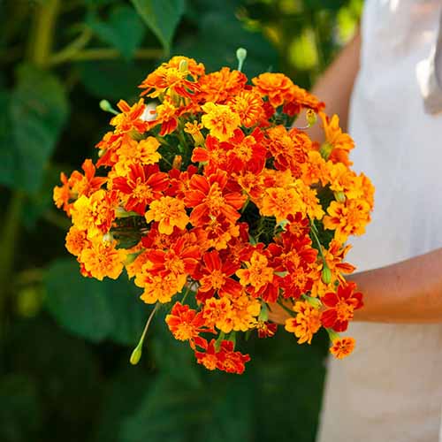 A close up square image of a gardener holding a bouquet of 'Brocade' marigolds pictured on a soft focus background.