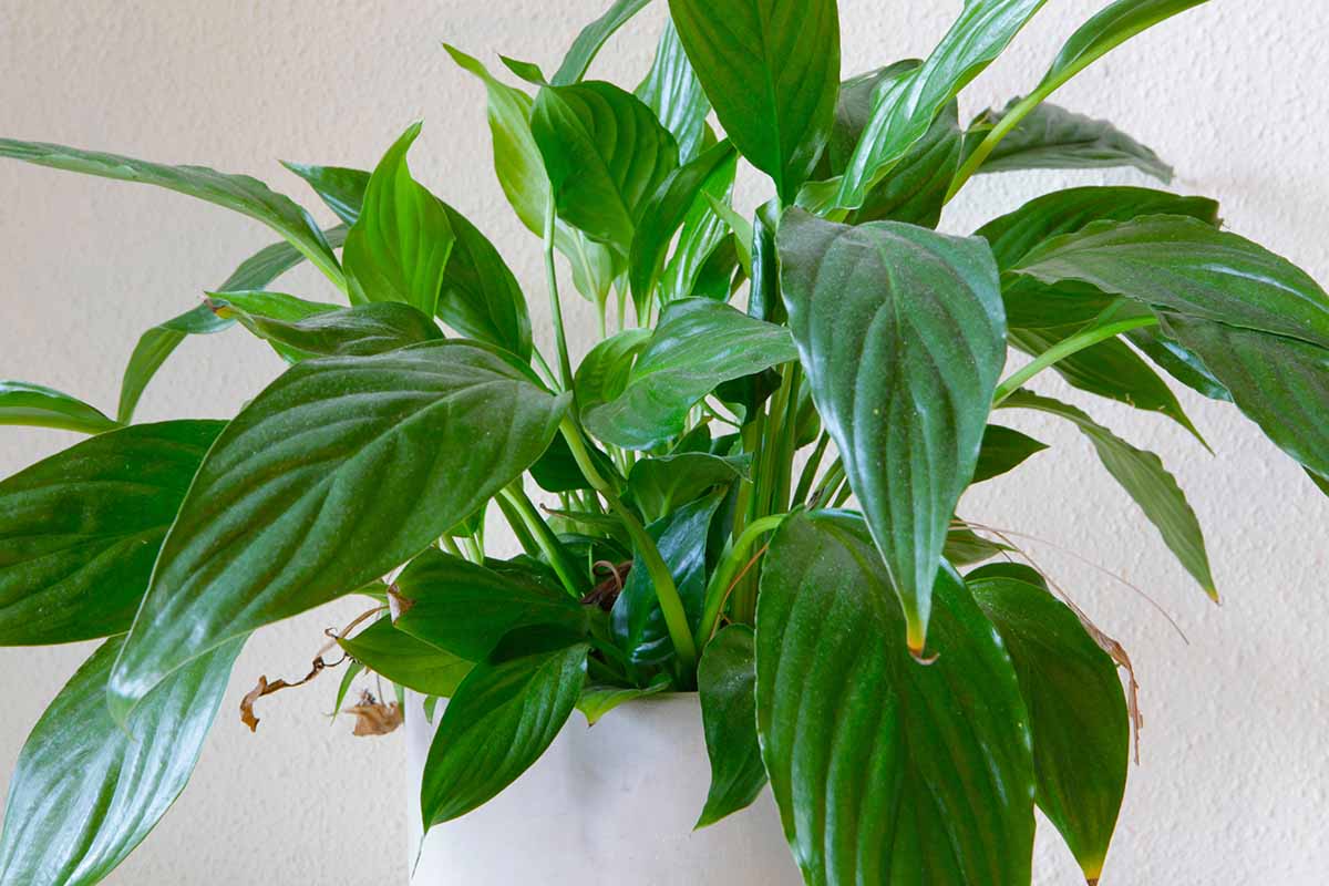 A close up horizontal image of a peace lily plant with brown tips on the foliage.