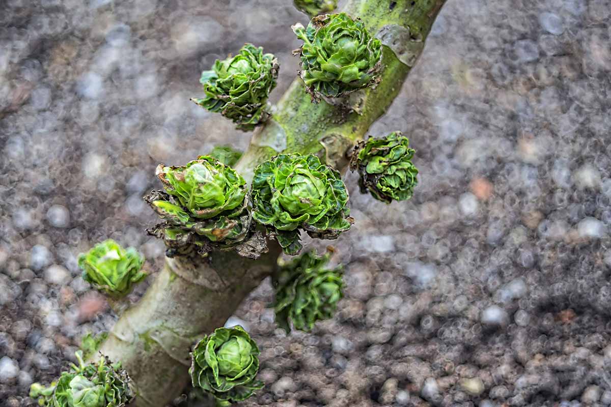 A close up horizontal image of a brussels sprout stalk showing loose, damaged heads pictured on a soft focus background.