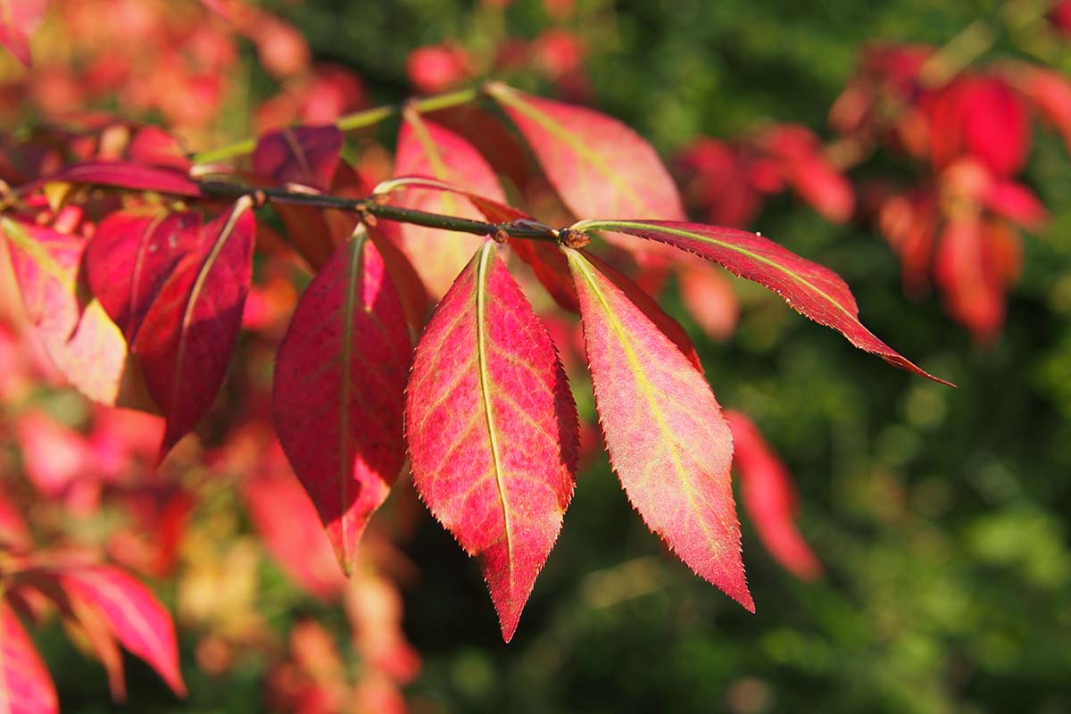 A close up horizontal image of the bright red foliage of Euonymus alatus in the fall garden pictured in light sunshine on a soft focus background.