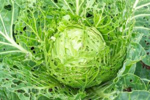 A close up horizontal image of a cabbage eaten by pests.