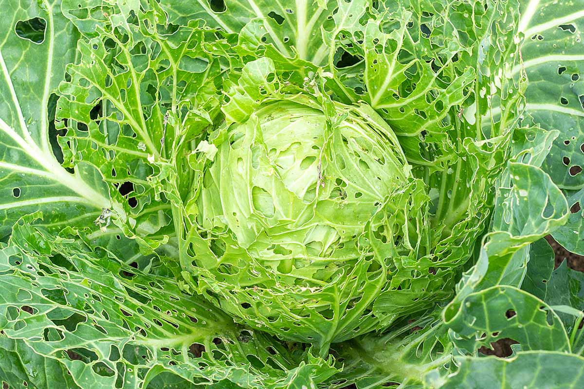 Cabbage Pests: 7 Strategies for Delicious Cabbage Harvests 8 Cabbage Pests Feature.jpg?utm source=chatgpt