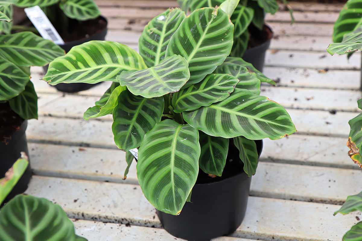 A close up horizontal image of small potted Calathea plants set on a wooden surface.