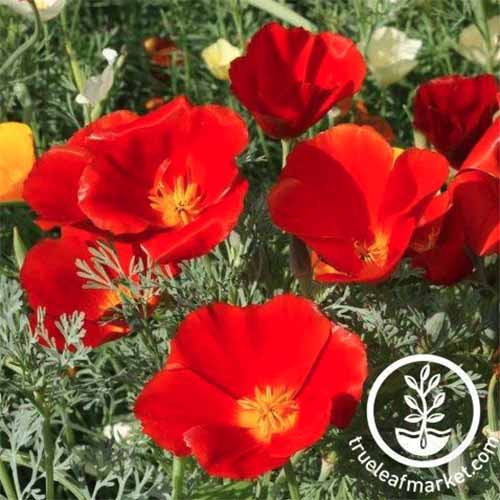 A close up square image of red California poppies growing in the garden. To the bottom right of the frame is a white circular logo with text.