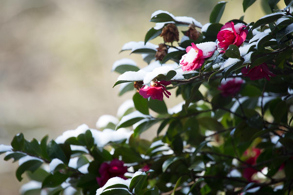 A close up horizontal image of a flowering camellia plant growing in the winter garden with a light dusting of snow, pictured on a soft focus background.