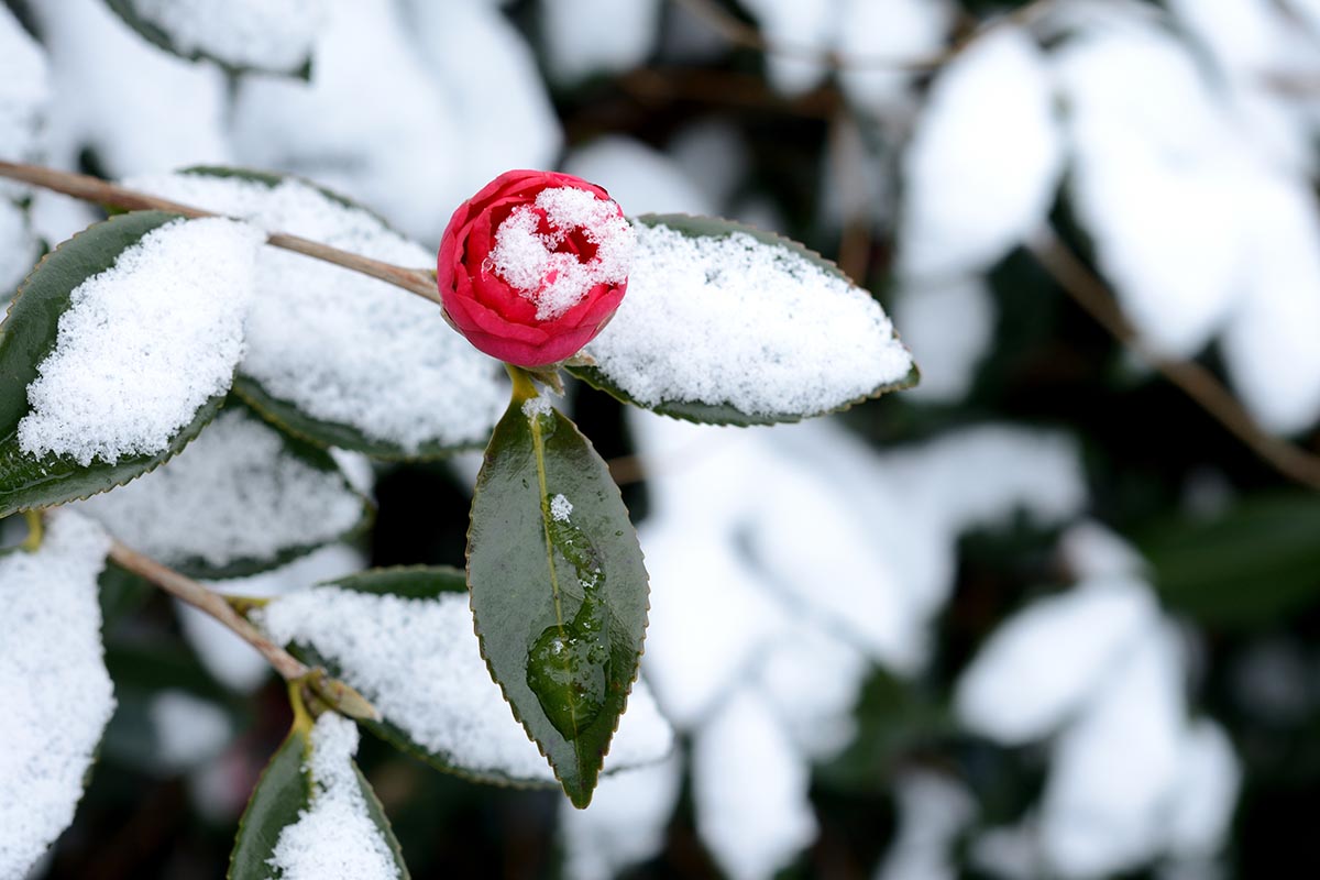 A close up horizontal image of a red camellia flower with a light dusting of snow on the foliage.