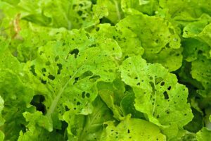 A horizontal image of lettuce leaves with holes from insect pests.