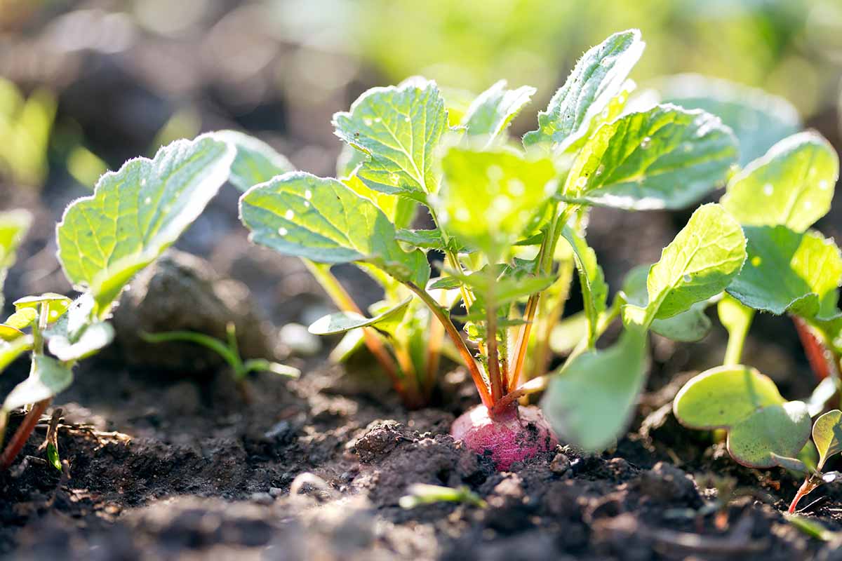 A close up horizontal image of radish tops growing in the garden pictured in light sunshine on a soft focus background.