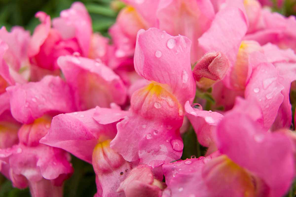 A close up horizontal image of pink Antirrhinum majus flowers growing in the garden with the petals covered in droplets of water.