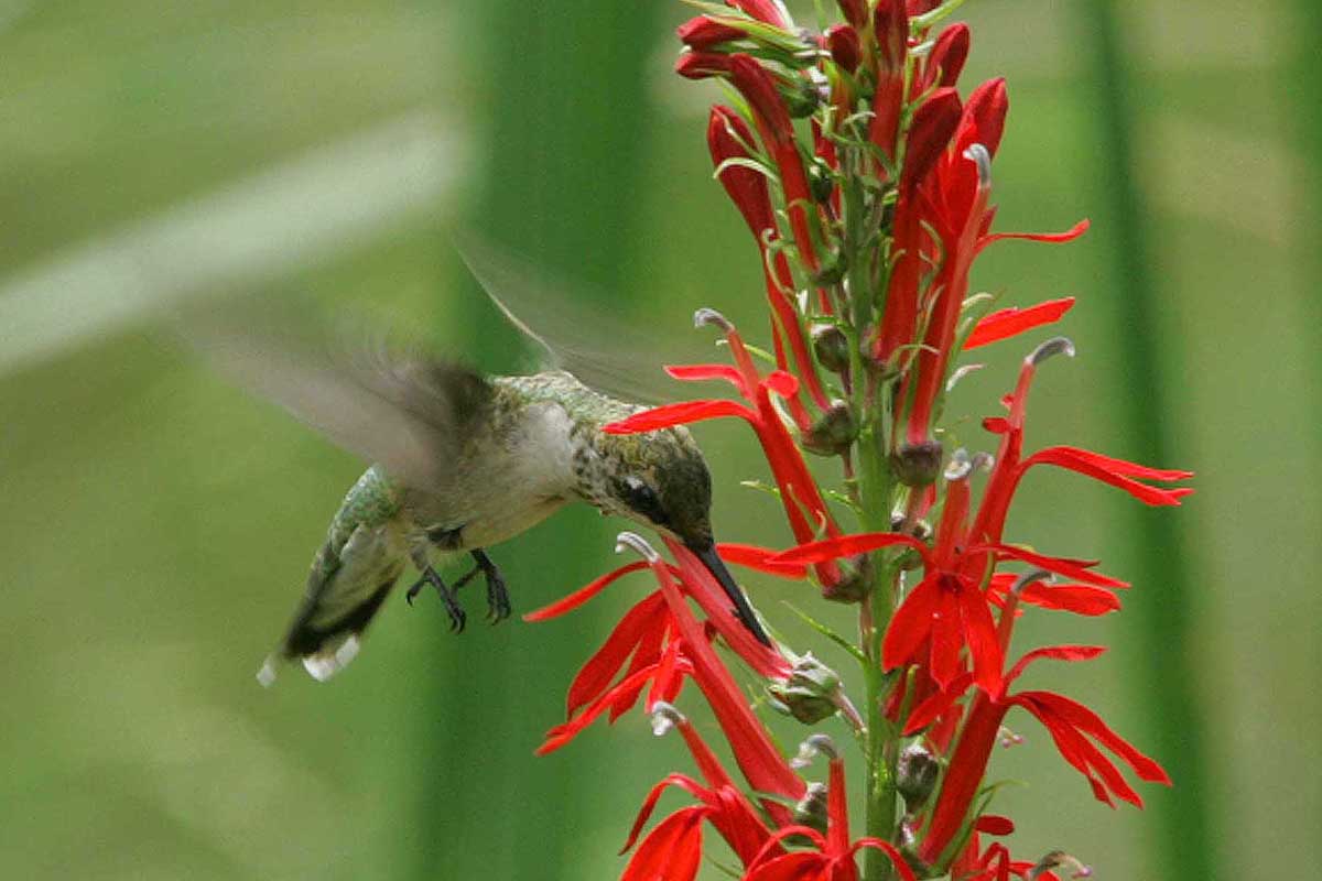 A close up horizontal image of a hummingbird feeding from a cardinal flower pictured on a soft focus background.