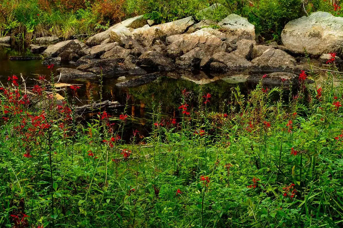 A horizontal image of Lobelia cardinalis (cardinal flower) growing wild by the edge of a pond with rocks in the background.