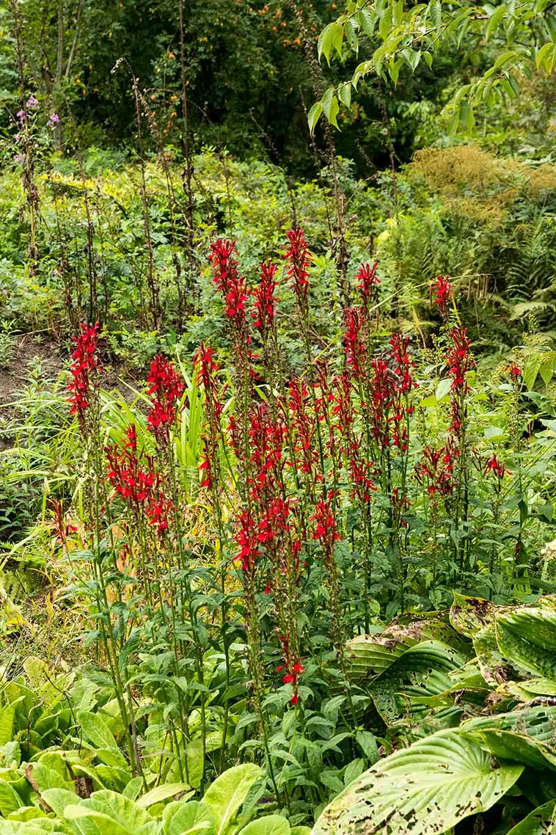 A close up vertical image of red Lobelia cardinalis aka cardinal flowers growing wild.