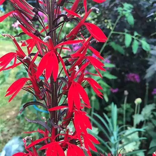 A close up square image of red cardinal flowers growing in the garden pictured on a soft focus background.