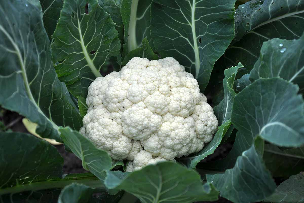 A close up image of a ready-to-harvest cauliflower head growing in the garden surrounded by dark green foliage.