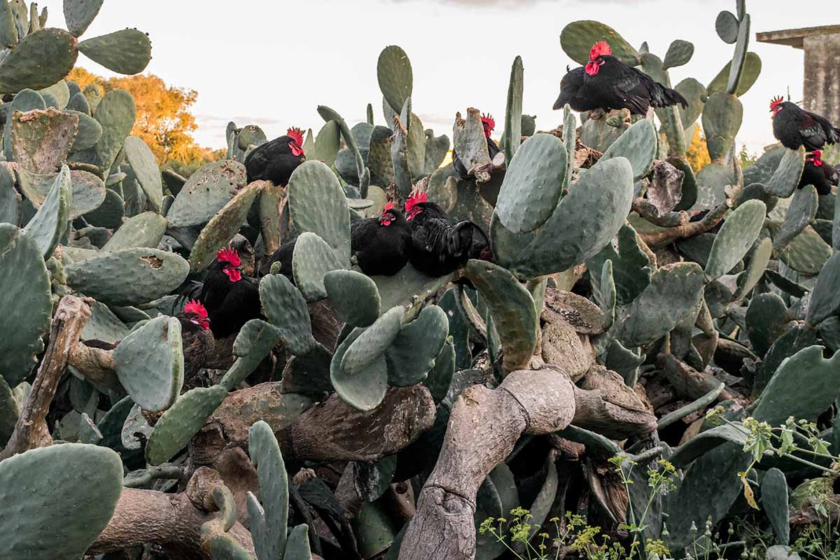 A close up horizontal image of a large Opuntia prickly pear cactus with a number of dark colored chickens roosting in it.