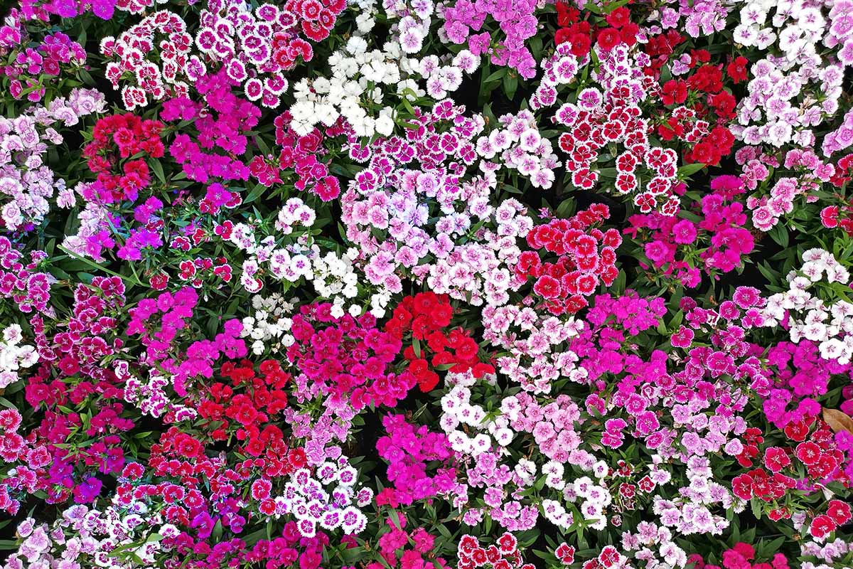 A close up horizontal image of a mass planting of multicolored China pinks growing in the garden.