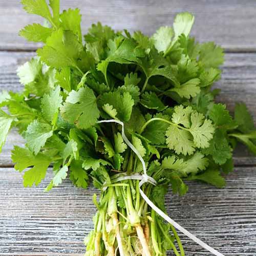 A close up square image of a bunch of freshly harvested cilantro set on a wooden surface.