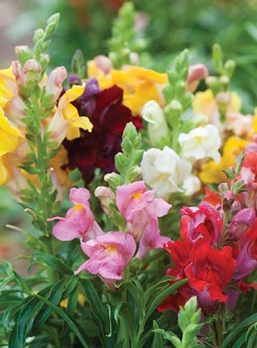 A close up vertical image of Antirrhinum majus Cinderella series blooms in a variety of colors, growing in the garden.