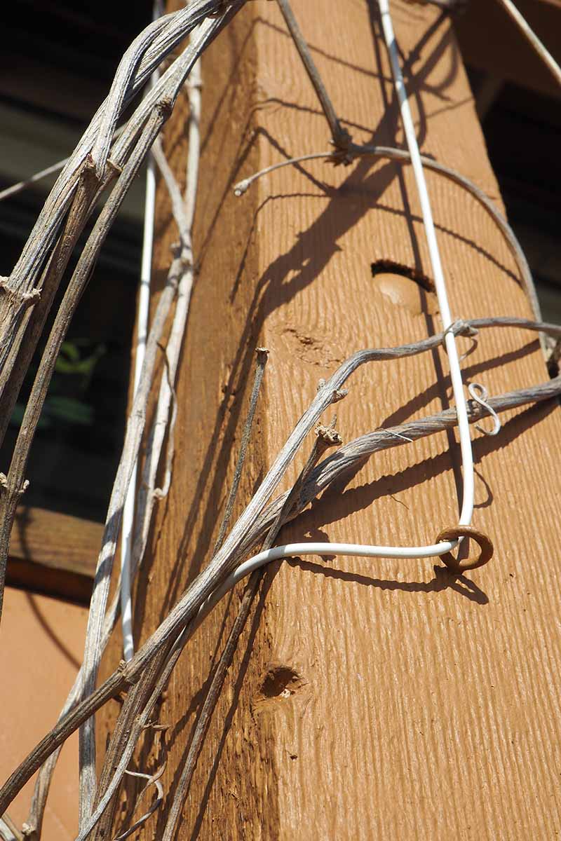 A close up vertical image of a woody clematis vine that has been trained to climb up a hook and line attached to a wooden post.