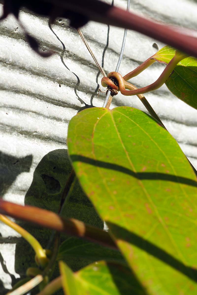 A close up vertical image of a large leaf that has been trained to attach itself to metal wire, pictured in bright sunshine.