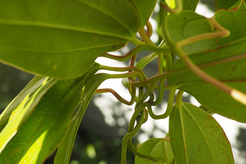 A close up horizontal image of a clematis vine, viewed from below to show the petioles and how the plant uses these to climb up supports.