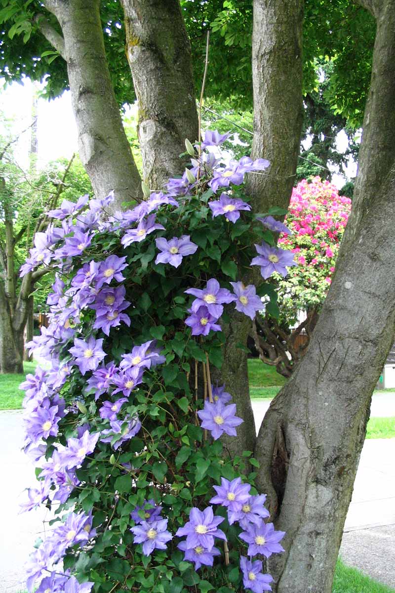 A close up vertical image of light blue clematis flowers growing up a tree.