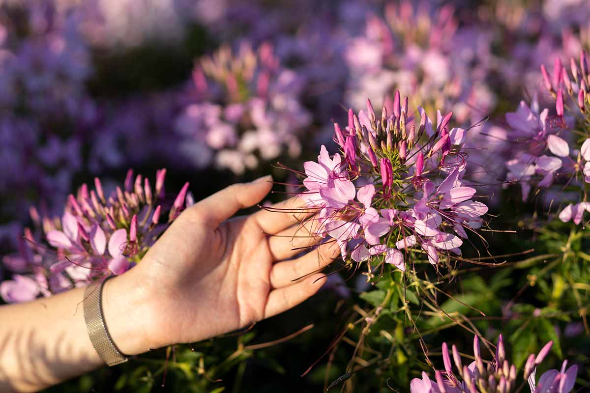 A close up horizontal image of a hand from the left of the frame touching a cleome flower growing in the garden pictured in light evening sunshine.
