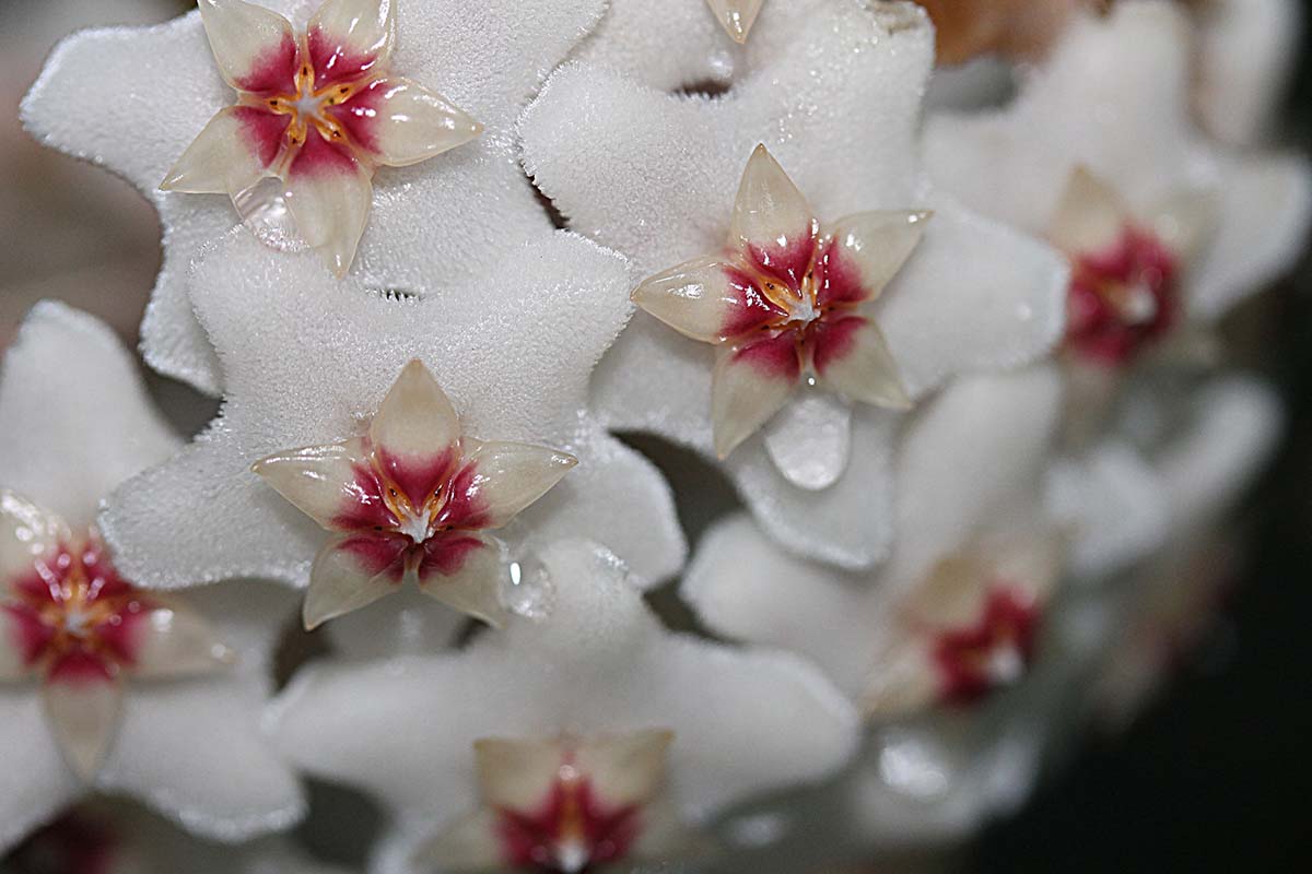 A close up horizontal image of a white and red hoya flower dripping nectar pictured on a soft focus background.