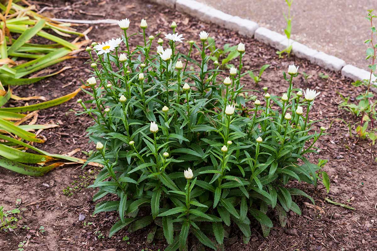 A close up horizontal image of a clump of Shasta daisies growing in a garden bed.