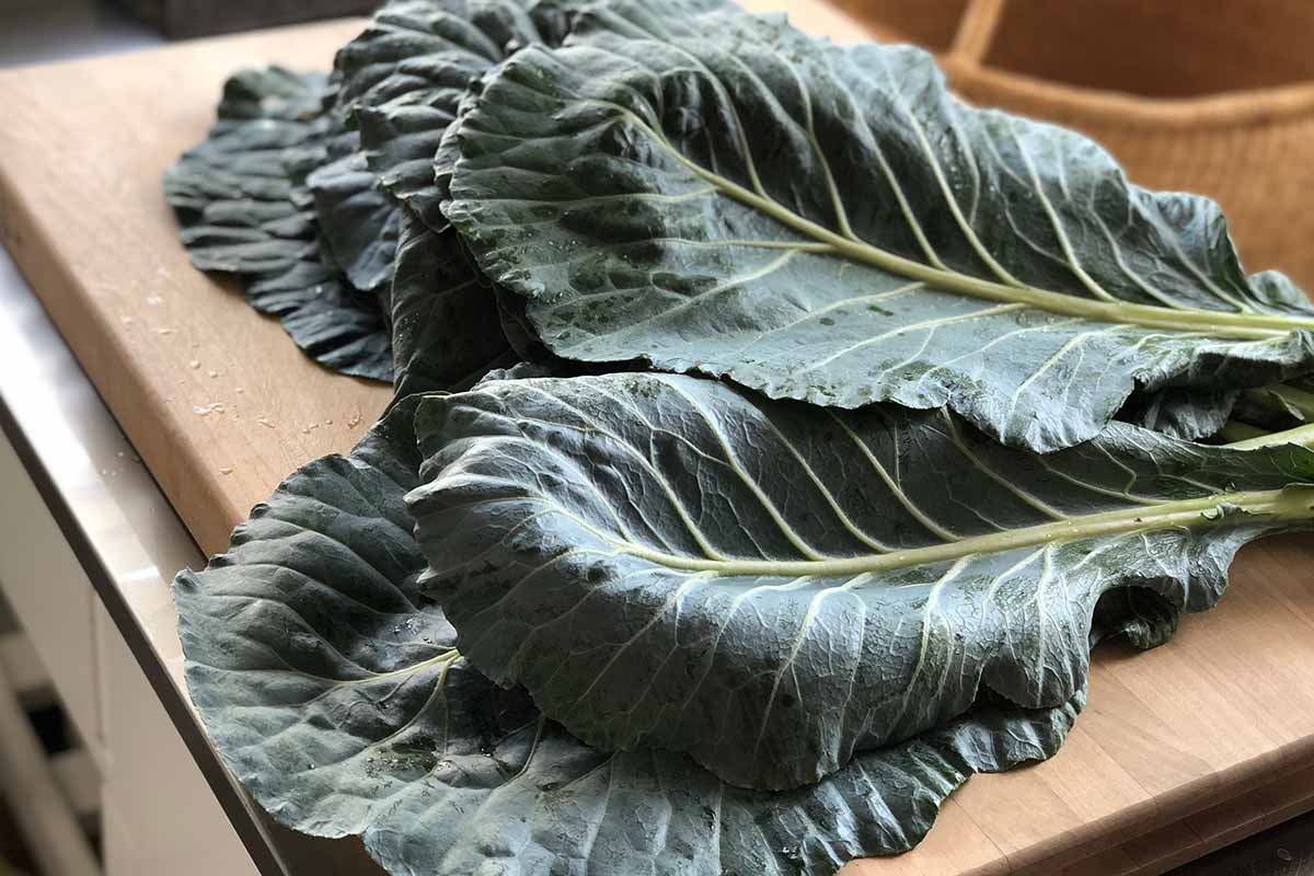 A close up horizontal image of freshly harvested collard greens set on a wooden chopping board.