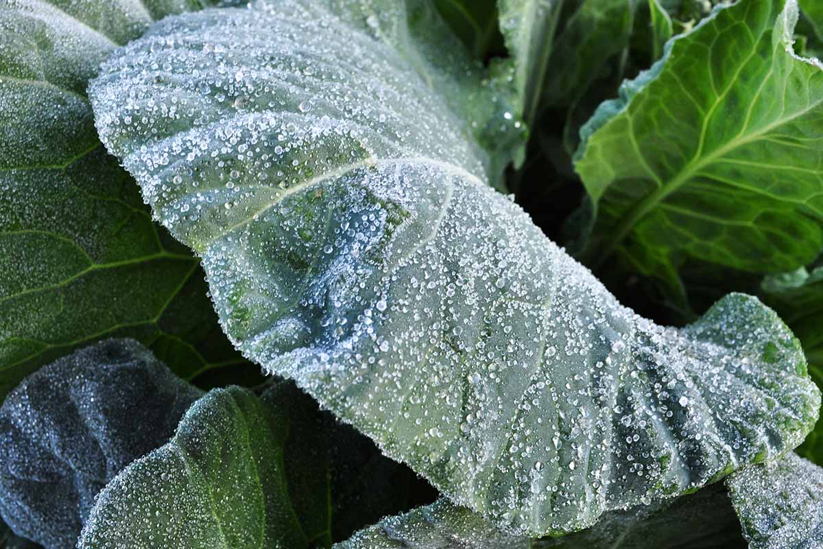 A close up horizontal image of collard greens leaves covered with a touch of frost.