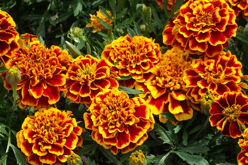 A close up horizontal image of large, bicolored blood orange and yellow 'Collosus Red Gold' marigolds growing in the garden.