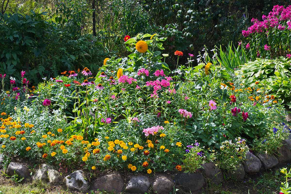 A horizontal image of a colorful summer flowerbed planted with a variety of different flowers.