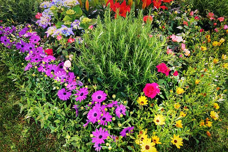 A close up horizontal image of a colorful garden bed planted with a variety of different flowers.