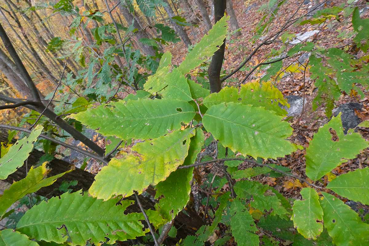 A close up horizontal image of the leaves of a chestnut tree suffering from fungal disease.