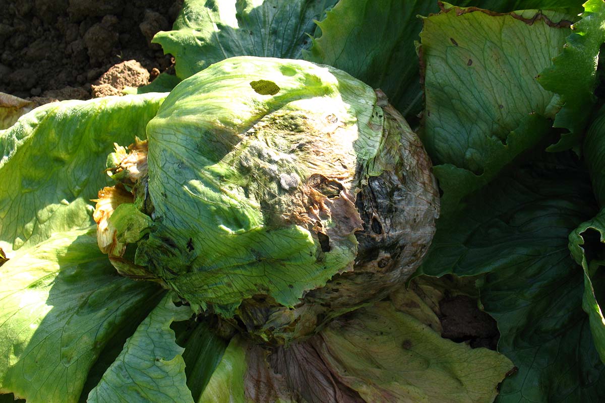 A close up horizontal image of a head of iceberg lettuce ruined by a bacterial disease.