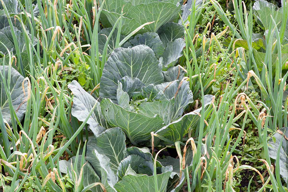 A close up horizontal image of cabbages planted in rows with alliums in between for pest control.