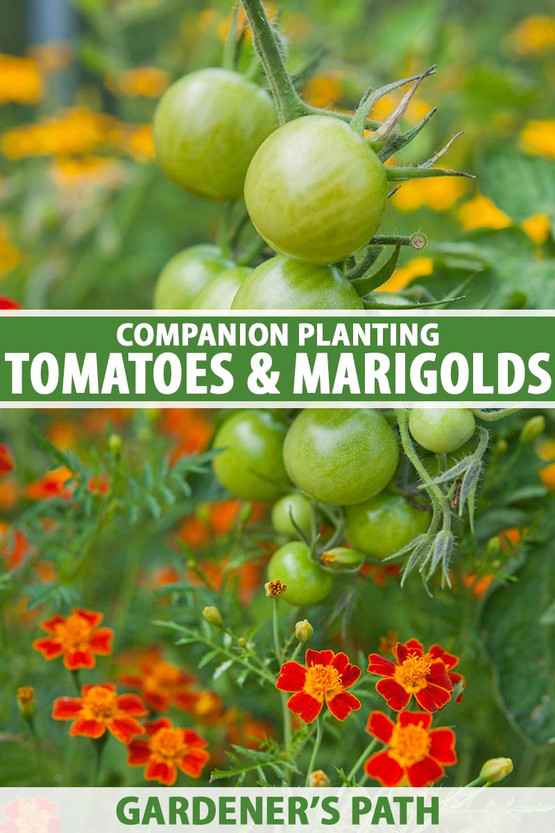 A close up vertical image of a vine of unripe tomatoes growing above marigolds, pictured on a soft focus background. To the center and bottom of the frame is green and white printed text.